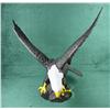 Image 2 : Large painted cast iron bald eagle approx. 2  feet in height with a 2 foot wing span in  overall exc