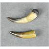 Image 2 : Lot of two priming horns, both approx. 5”  overall, one with a flush wood plug, the  other with a ca