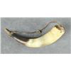 Image 2 : Later large powder horn approx. 13” overall  with a wood plug and leather thong for  hanging.  Est.: