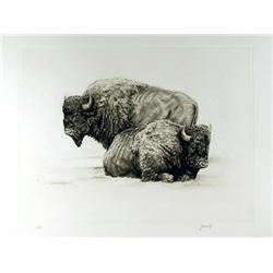 J. Vance, Two Buffalo, Etching