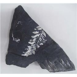 Shale Rock With Fern Fossils on Both Sides