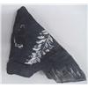 Image 1 : Shale Rock With Fern Fossils on Both Sides