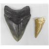 Image 1 : Pair Of Sharks Teeth