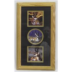 Pronghorn Antelope Pictures