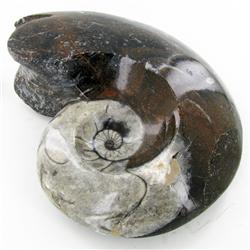 5470ct Fire Polished Lg Fossilized Ammonite Whole (MIN-000002)