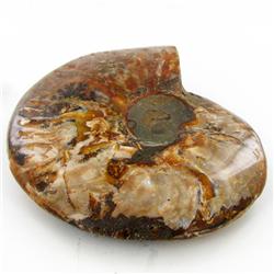 1945ct Whole Opalized Crystalized Ammonite (MIN-000034)