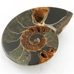 720ct Opalized Crystalized Lg Ammonite Cut Half (MIN-000018)