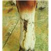 Image 8 : Large Concrete Decorative Cow