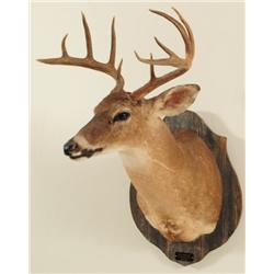 Whitetail Deer Mount New Braunfels Taxidermy