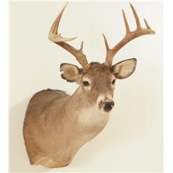 Whitetail Deer Mount