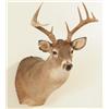 Image 1 : Whitetail Deer Mount