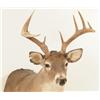 Image 2 : Whitetail Deer Mount