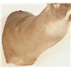 Image 3 : Whitetail Deer Mount