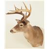 Image 4 : Whitetail Deer Mount