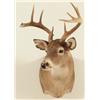 Image 7 : Whitetail Deer Mount