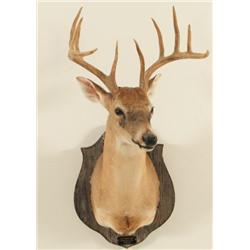 Comal Taxidermy Studio Whitetail Deer Mount