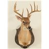 Image 1 : Comal Taxidermy Studio Whitetail Deer Mount