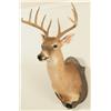 Image 2 : Comal Taxidermy Studio Whitetail Deer Mount