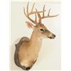 Image 3 : Comal Taxidermy Studio Whitetail Deer Mount