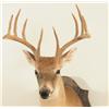 Image 4 : Comal Taxidermy Studio Whitetail Deer Mount