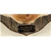 Image 7 : Comal Taxidermy Studio Whitetail Deer Mount