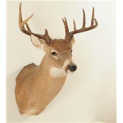 10 Point Whitetail Deer Mount