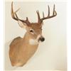 Image 1 : 10 Point Whitetail Deer Mount