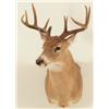 Image 3 : 10 Point Whitetail Deer Mount