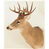 Image 4 : 10 Point Whitetail Deer Mount
