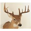 Image 7 : 10 Point Whitetail Deer Mount