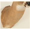 Image 8 : 10 Point Whitetail Deer Mount