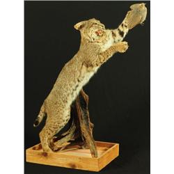 Bobcat Taxidermy Mount