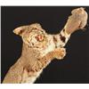 Image 2 : Bobcat Taxidermy Mount