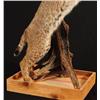 Image 3 : Bobcat Taxidermy Mount