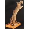 Image 4 : Bobcat Taxidermy Mount