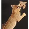 Image 5 : Bobcat Taxidermy Mount