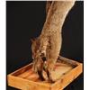 Image 6 : Bobcat Taxidermy Mount