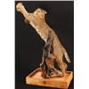 Image 7 : Bobcat Taxidermy Mount