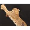 Image 8 : Bobcat Taxidermy Mount