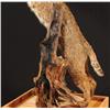 Image 9 : Bobcat Taxidermy Mount