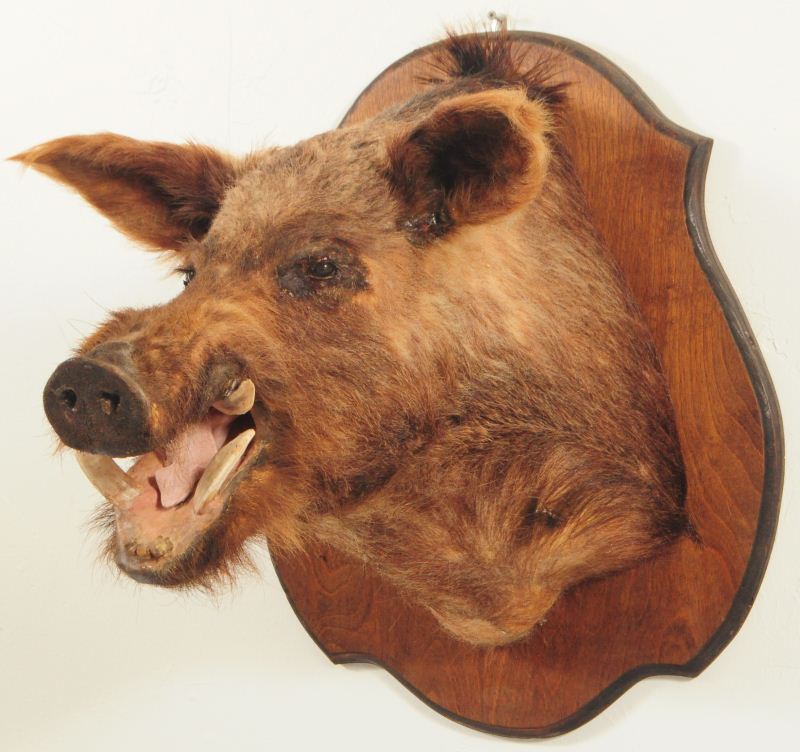 Boar Taxidermy Mount