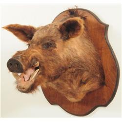 Boar Taxidermy Mount