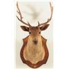 Image 10 : Brown Fallow Shoulder Mount
