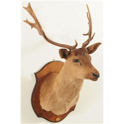 Brown Fallow Shoulder Mount