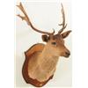 Image 1 : Brown Fallow Shoulder Mount