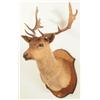 Image 2 : Brown Fallow Shoulder Mount