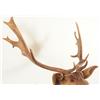 Image 3 : Brown Fallow Shoulder Mount