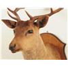Image 7 : Brown Fallow Shoulder Mount