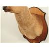 Image 8 : Brown Fallow Shoulder Mount