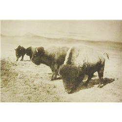 Huffman, L. A. photogravure, The Buffalo Family.